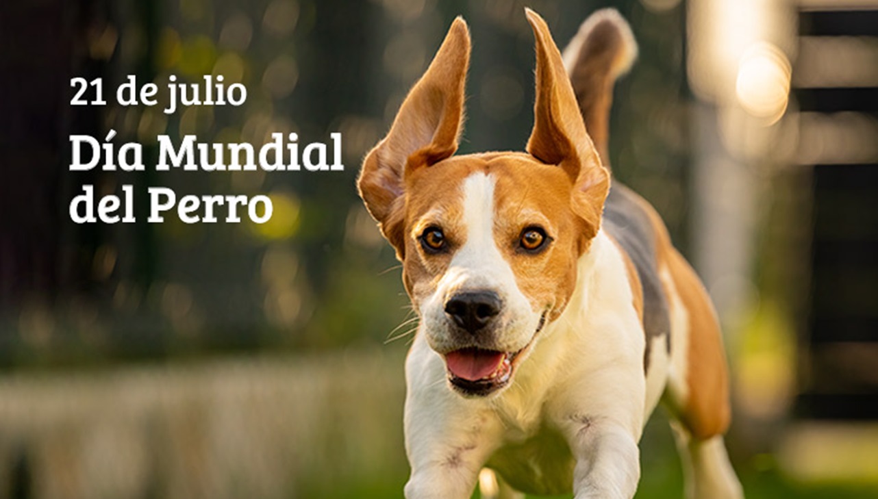 Dia Mundial del Perro